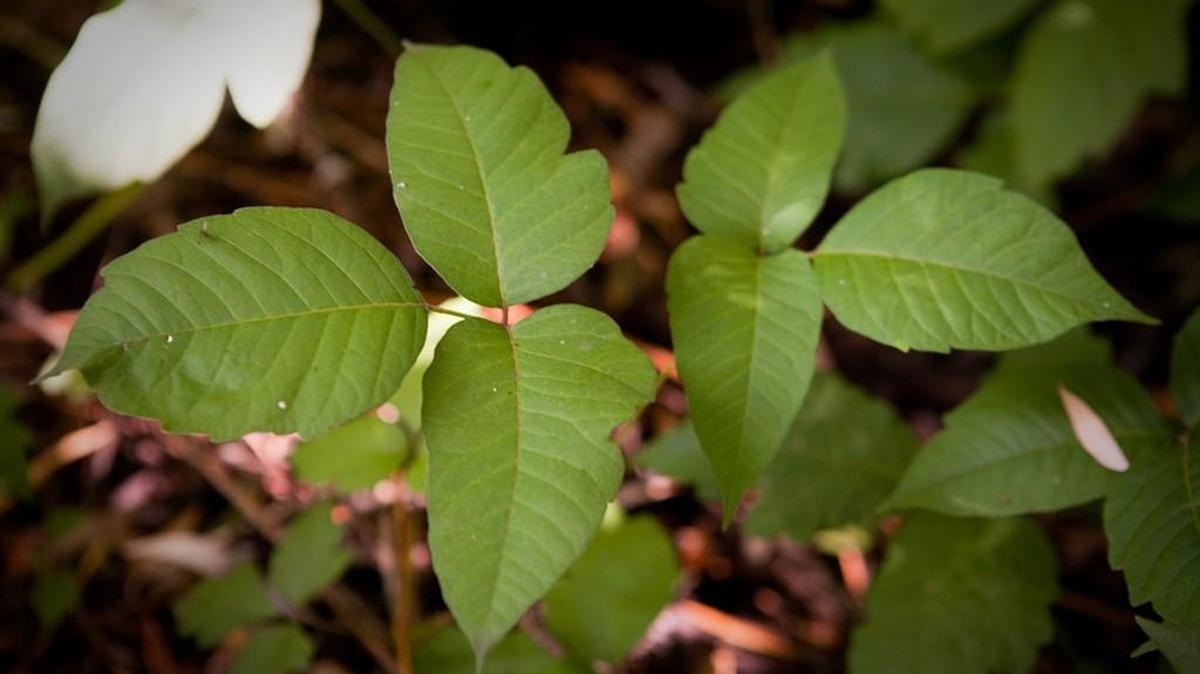 Winter is a great time to cut poison ivy out of your landscape.