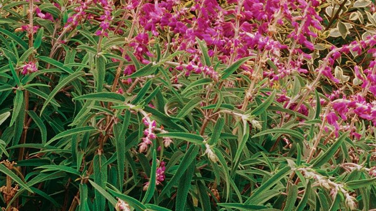 Mexican bush sage is robust and long-blooming. The variety Santa Barbara grows to 3 feet, half the species’ normal size.