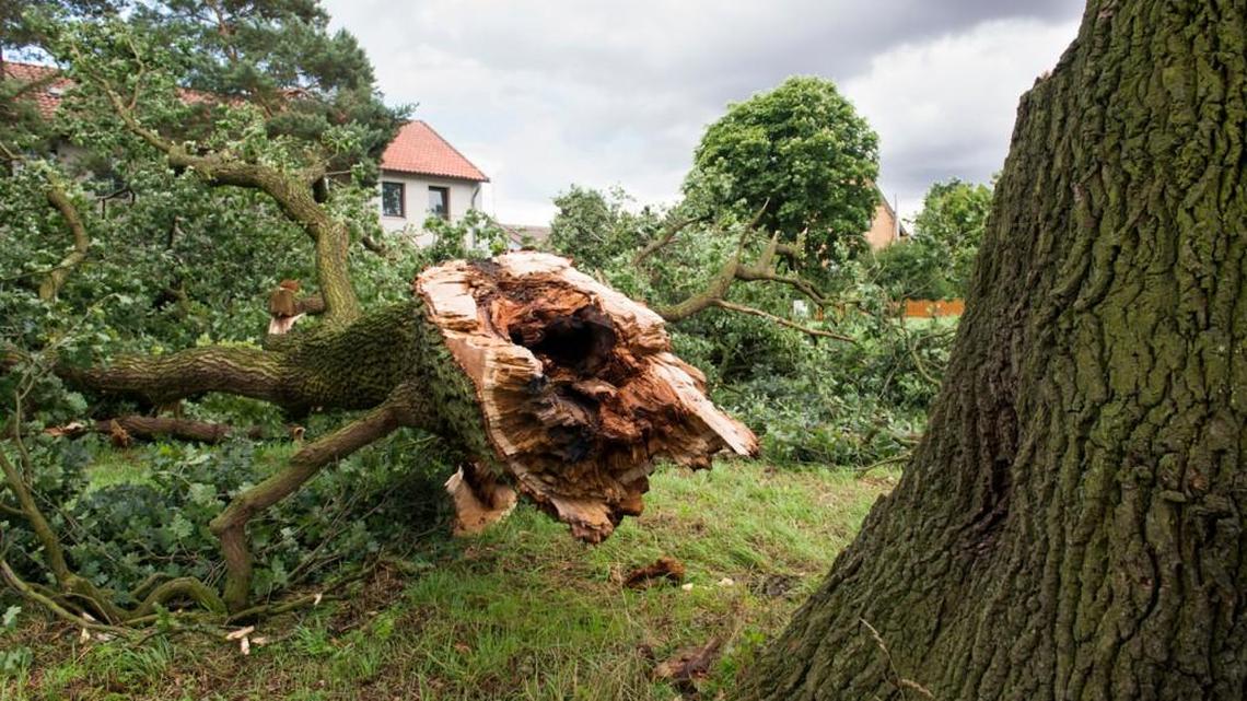 Damaged trees common with summer storms
