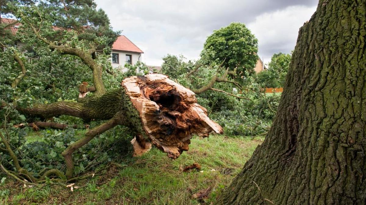 Summer in the South means the ever-present threat of pop-up thunderstorms, which can leave damaged trees in their wake.