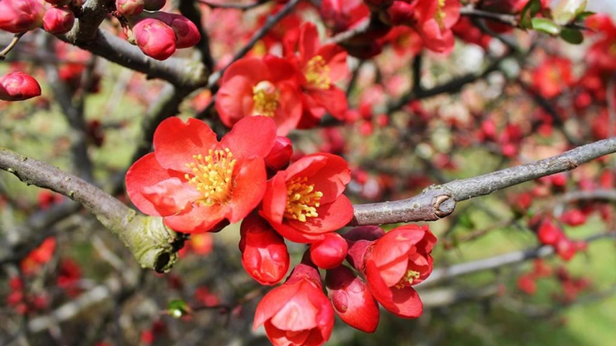 Flowering quince grows well in Middle Georgia. It’s blooming now.