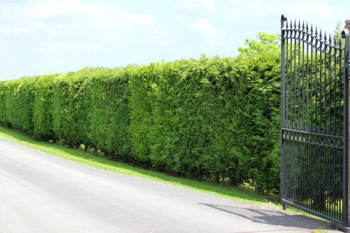 An image of Leyland cypress trees.