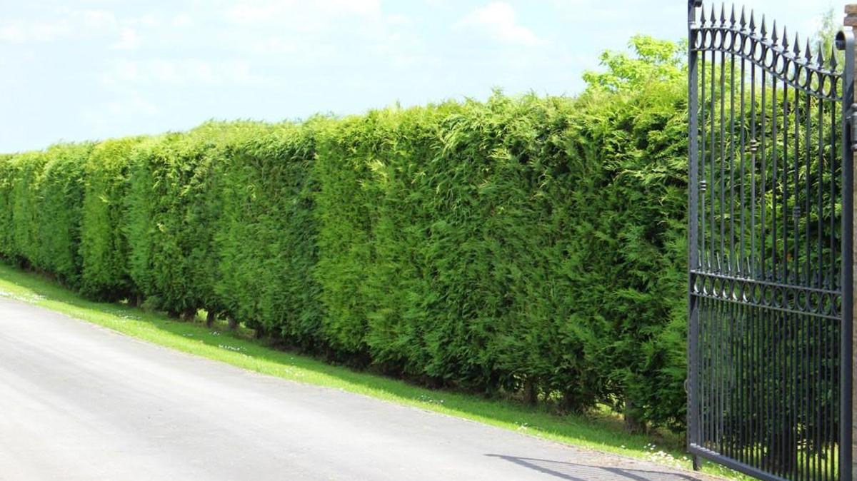 An image of Leyland cypress trees.
