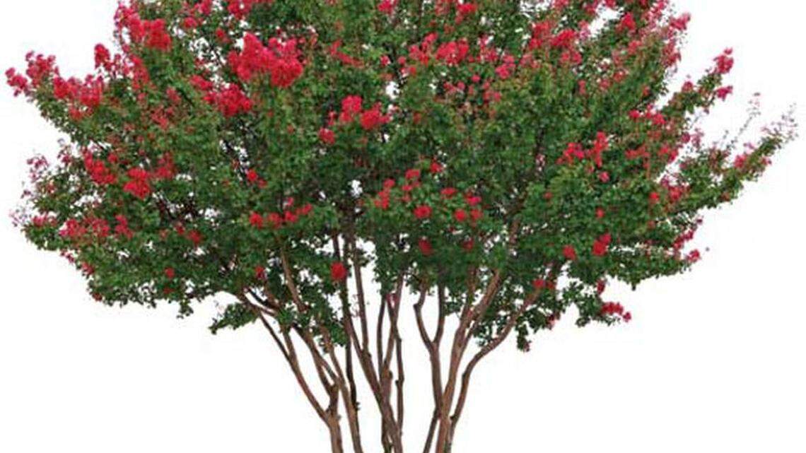 Crape myrtles battling powdery mildew this season