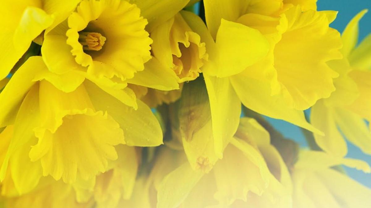 Daffodils are blooming now in Middle Georgia.