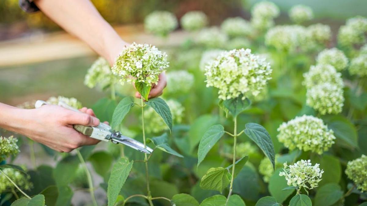 Old-fashioned hydrangeas and the non-repeat blooming hydrangeas are pruned as the flowers fade in late summer.