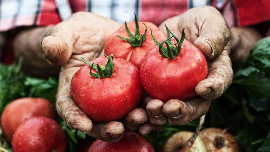 Tips for successful tomatoes