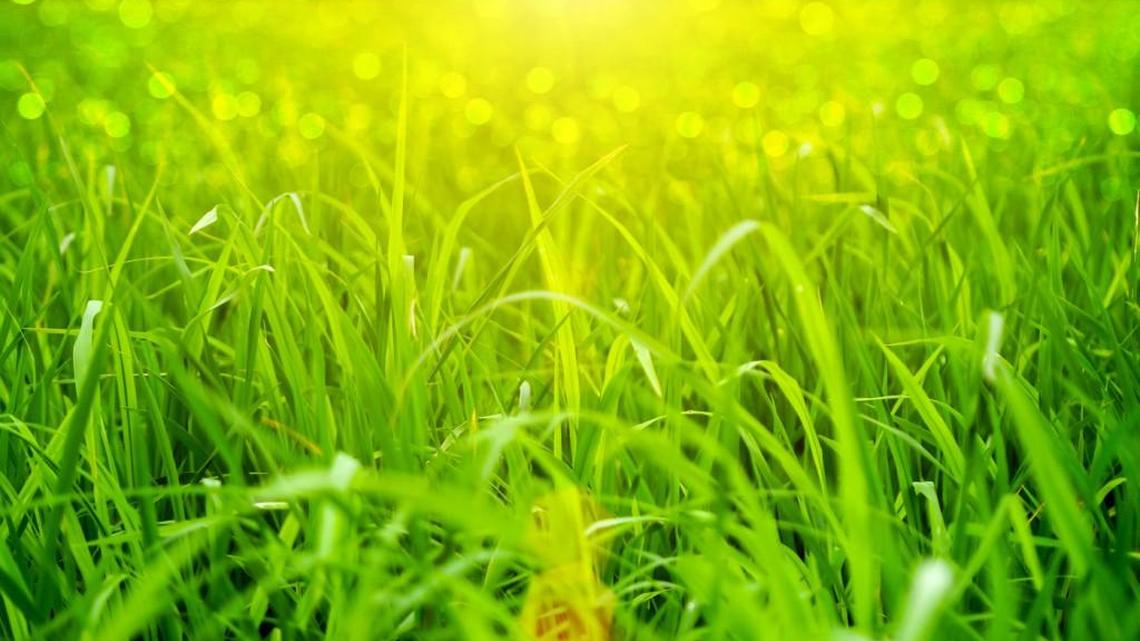 Learn about lawns that grow well in Middle Georgia