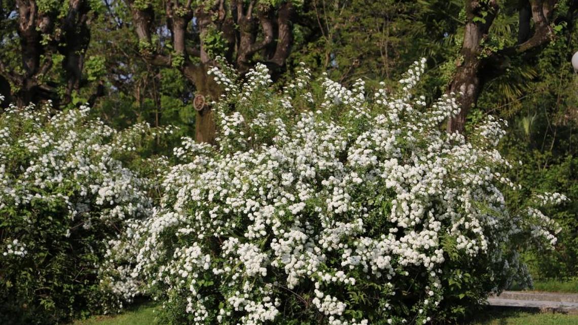 Repeat bloomer viburnum will look great in your landscape