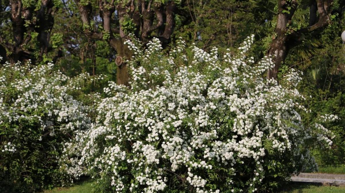Viburnum