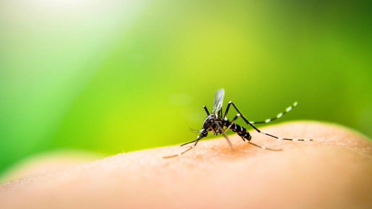 Mosquitoes are a particular danger this time of year.