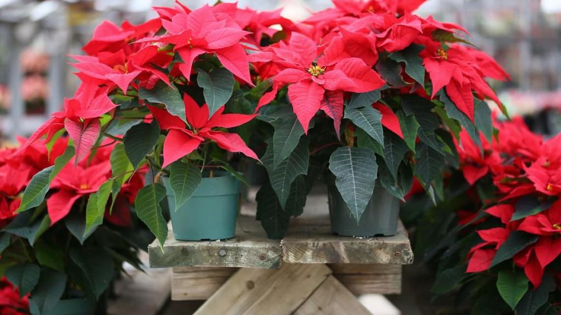 Tips for buying poinsettias for Christmas color