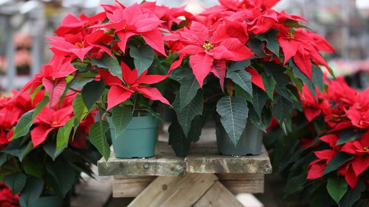 Poinsettia plants offer festive color throughout the holiday season.