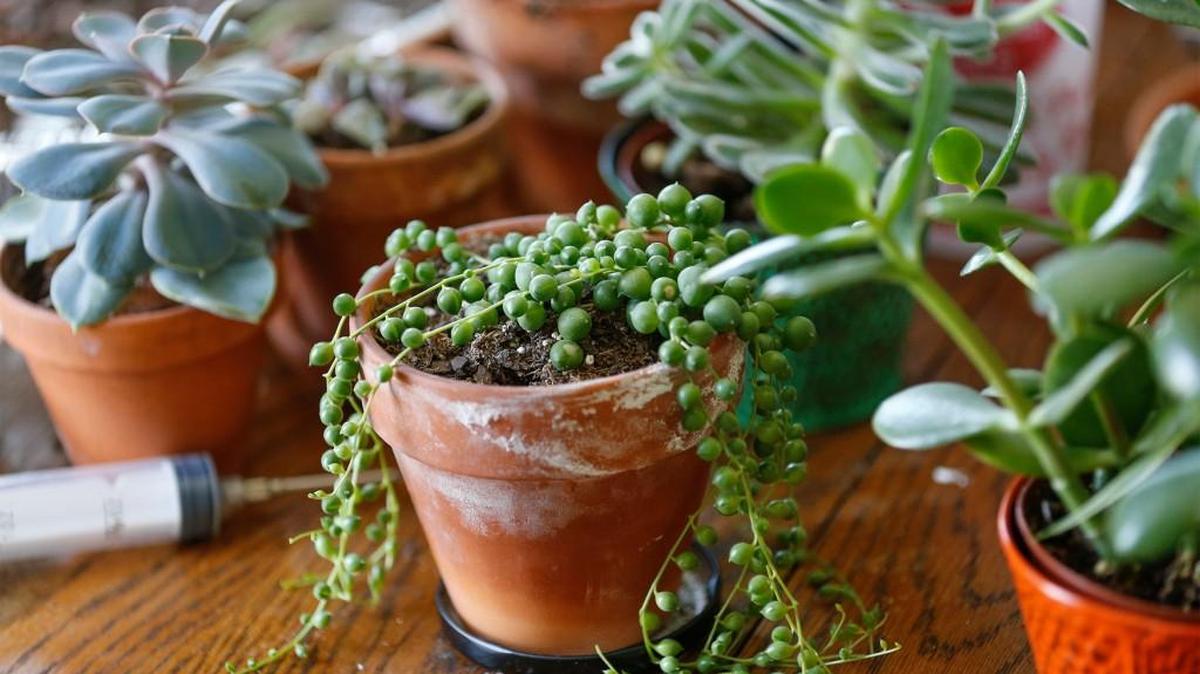 Lauren Spencer’s favorite succulent plant is called “string of pearls.”