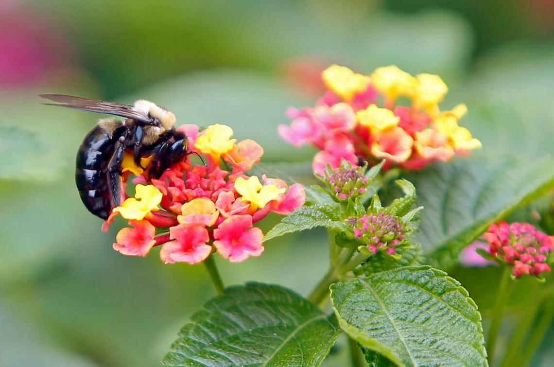 A bumblebee gathers pollen from lantana flowers on the State Capitol grounds in Raleigh, North Carolina, in a September 2015 file image.