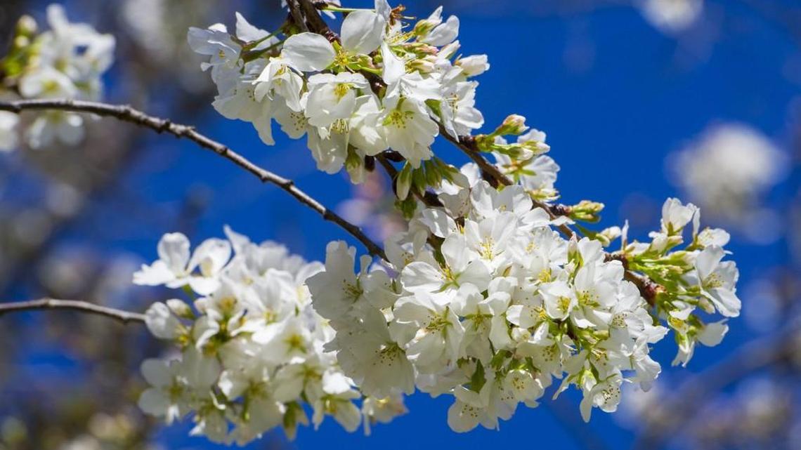 Beautiful Yoshinos about to bloom in Macon