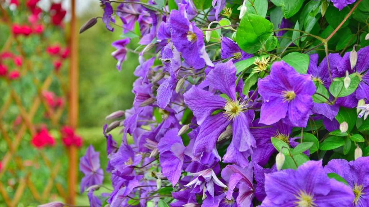 Big, beautiful, colorful flowers cover clematis vine in early spring.
