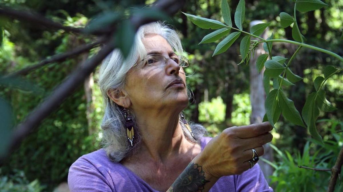 Herbalist Suki Roth examines an elder tree at her teaching garden in Graham, North Carolina. The tree’s purple berries can be used to make an antiviral cough syrup and provide allergy relief.