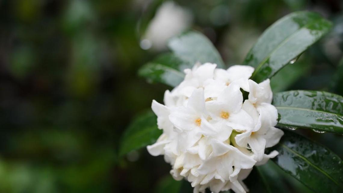 Daphne odora brightens up winter landscape with its blooms