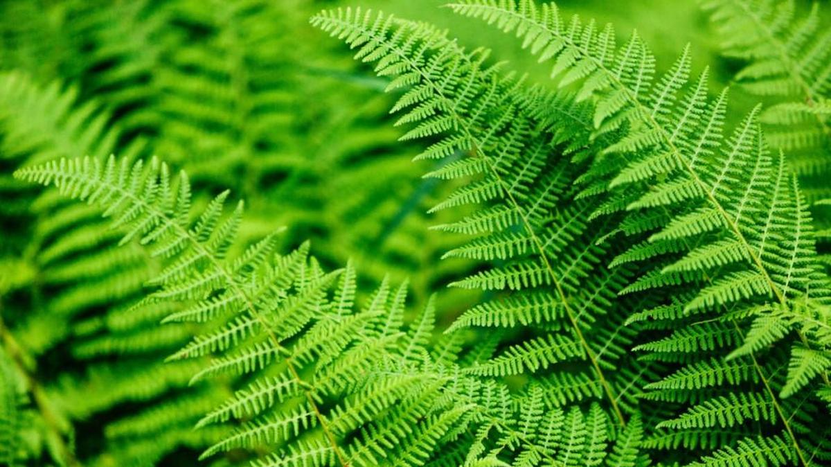 Ferns will look beautiful in your shade garden.
