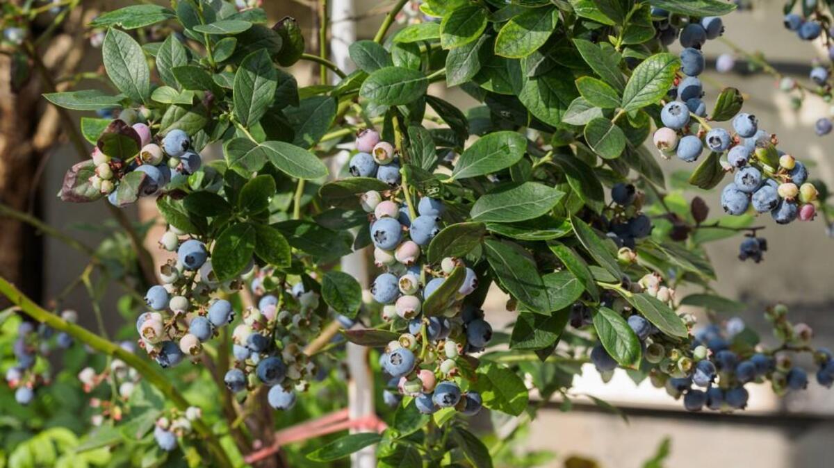 Winter is the time to prune blueberry bushes.