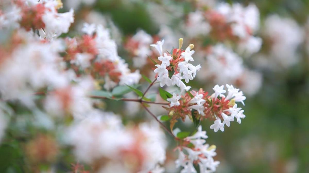 Garden writer Todd Goulding suggests using the shrub abelia in the landscape for added color and interest.