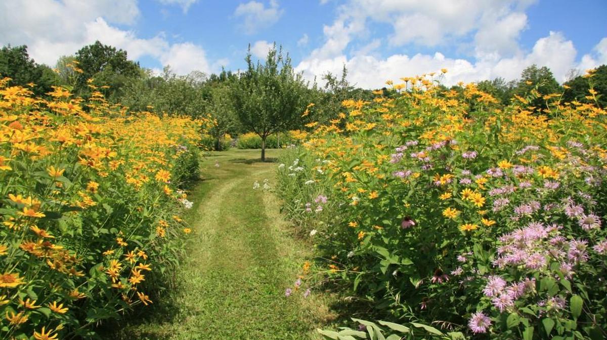 Once desired perennials mature through a regimen of weed mowing. The mown paths will frame the meadow and its views.