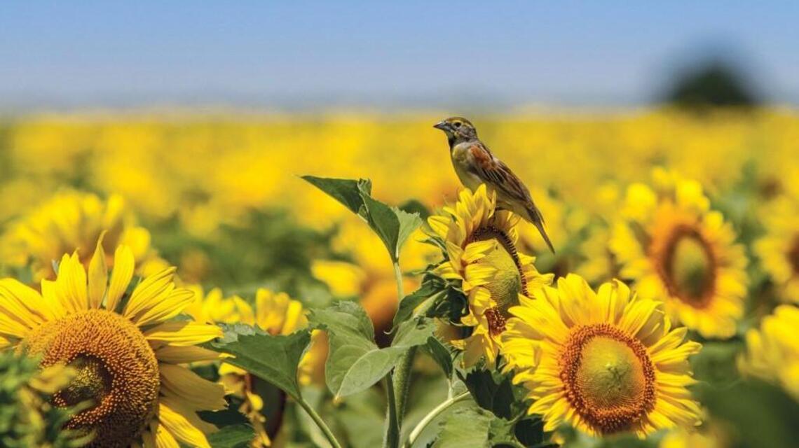 Sunflowers, perfectly affordable pollinator plants