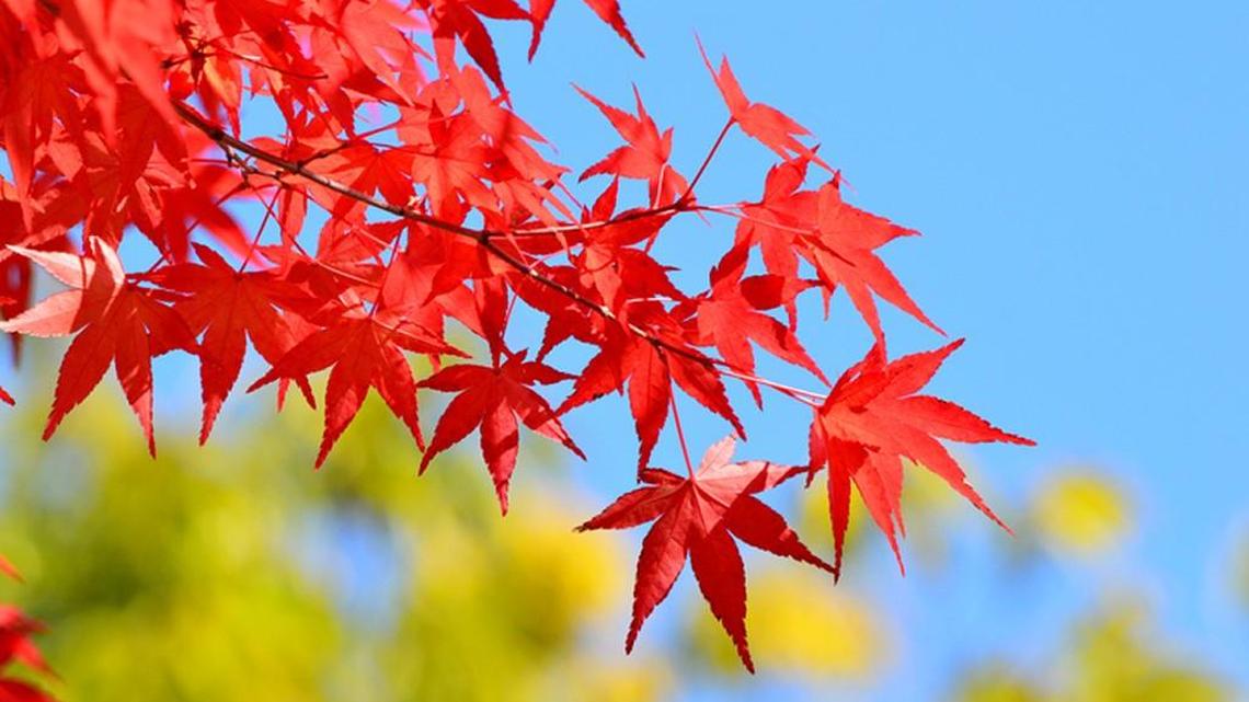 Christmas is coming, but there’s still work to do in the garden