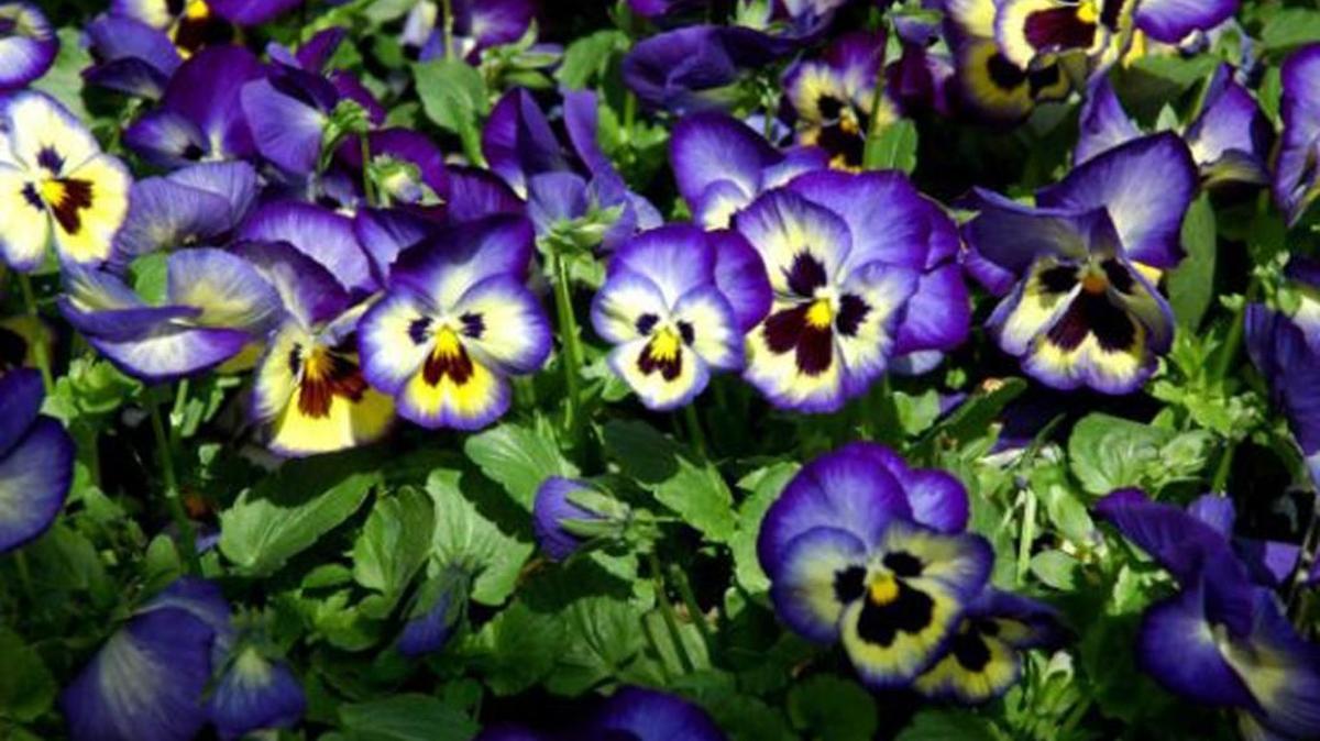 Pansies are popular cool weather flowers.