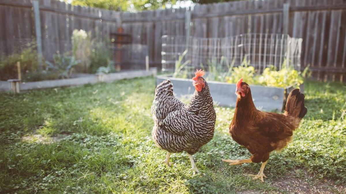 Keep your chickens safe from avian influenza.
