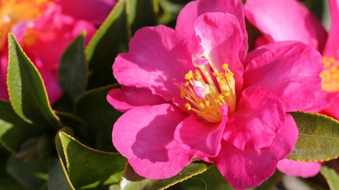 Camellias add color to winter landscapes