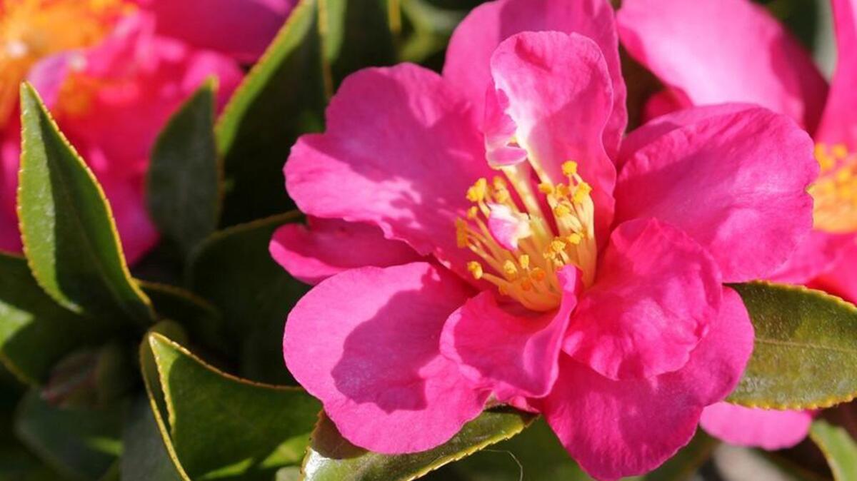 Camellia sasanqua is distinctive for its lovely color and the bright yellow stamens in the center of each bloom.