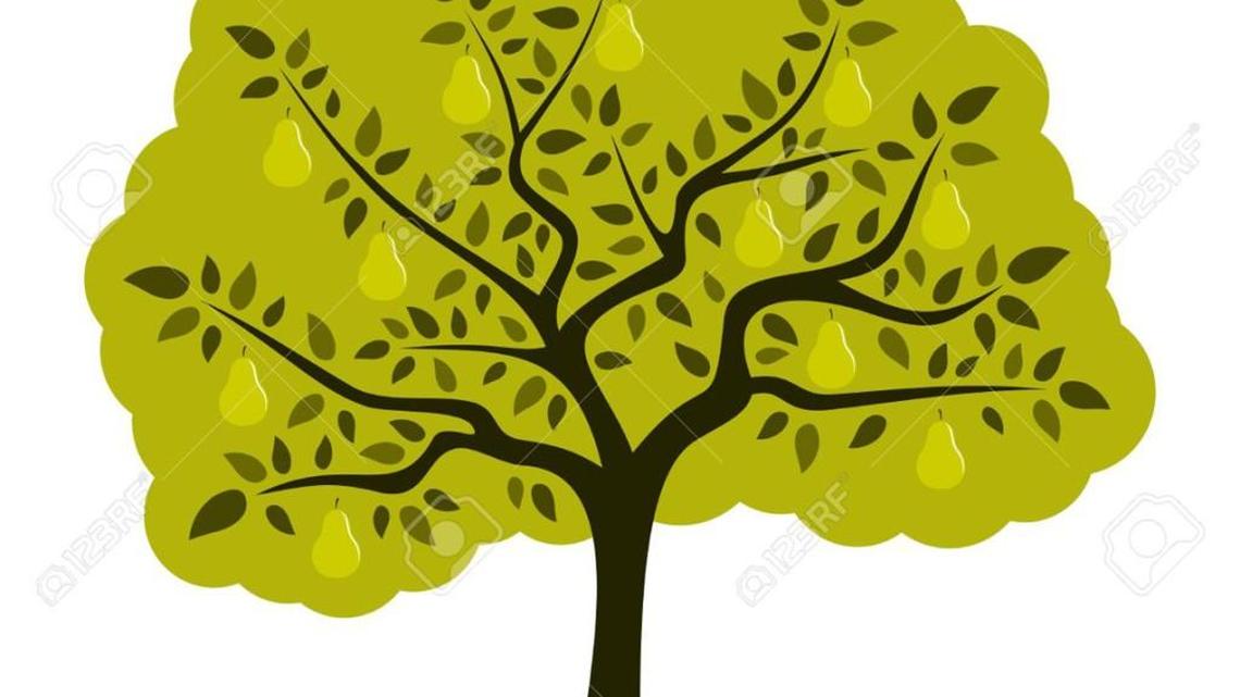 Scorched branches indicate fire blight on pears, apples