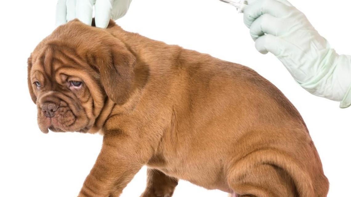 Rabies clinics offer affordable vaccines