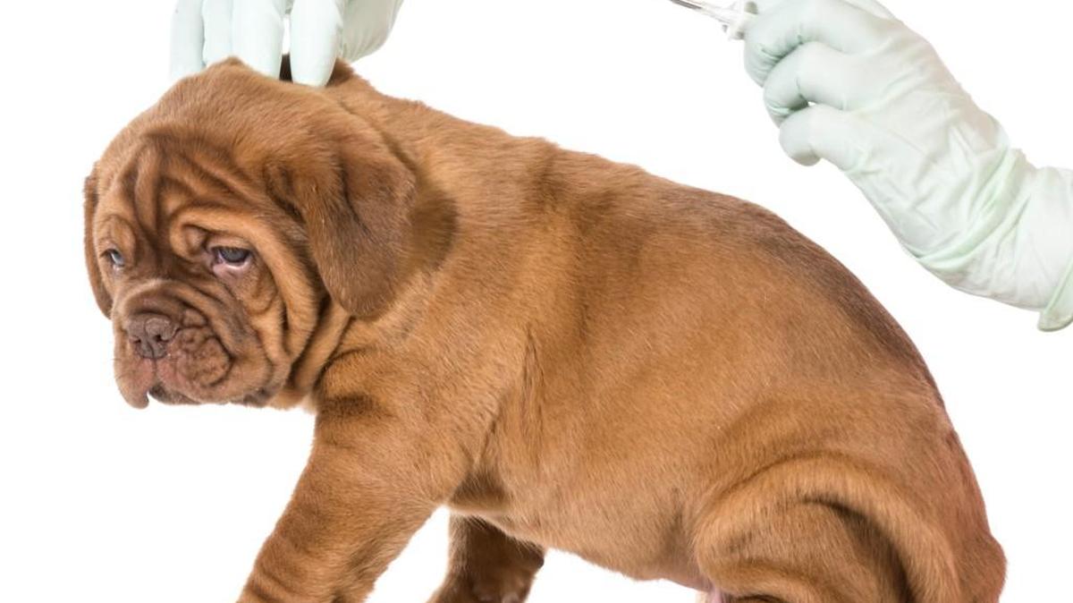 Georgia law requires that dogs and cats be vaccinated against rabies by a licensed veterinarian.
