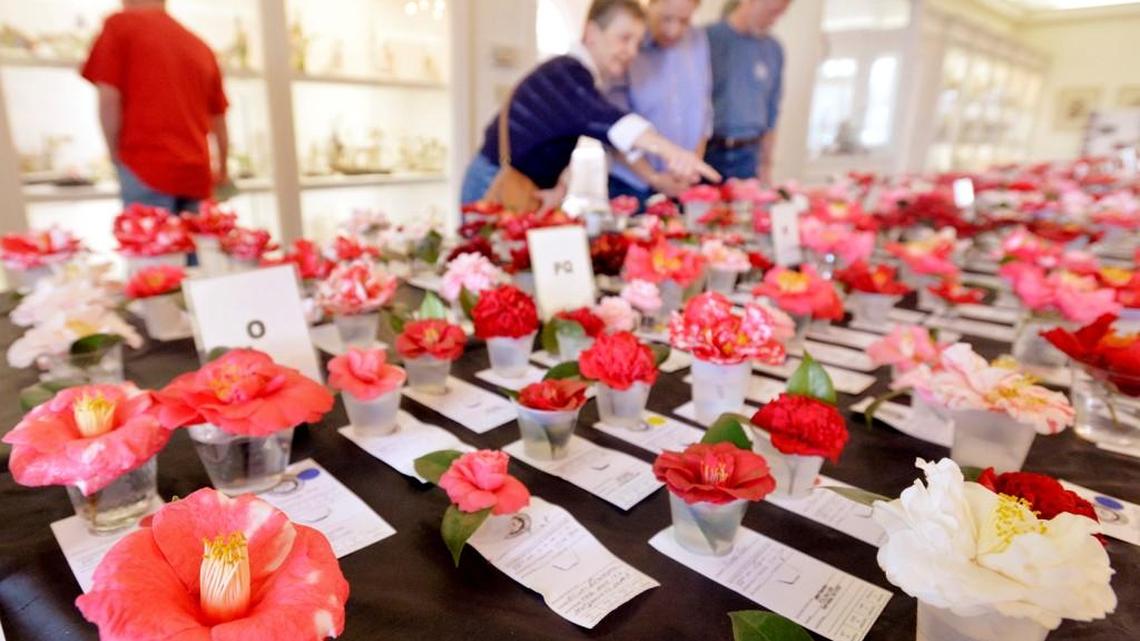 Visitors look over the roughly 1,200 blooms in the Middle Georgia Camellia Society Festival of Flowers Camellia Show in Fort Valley in 2014.