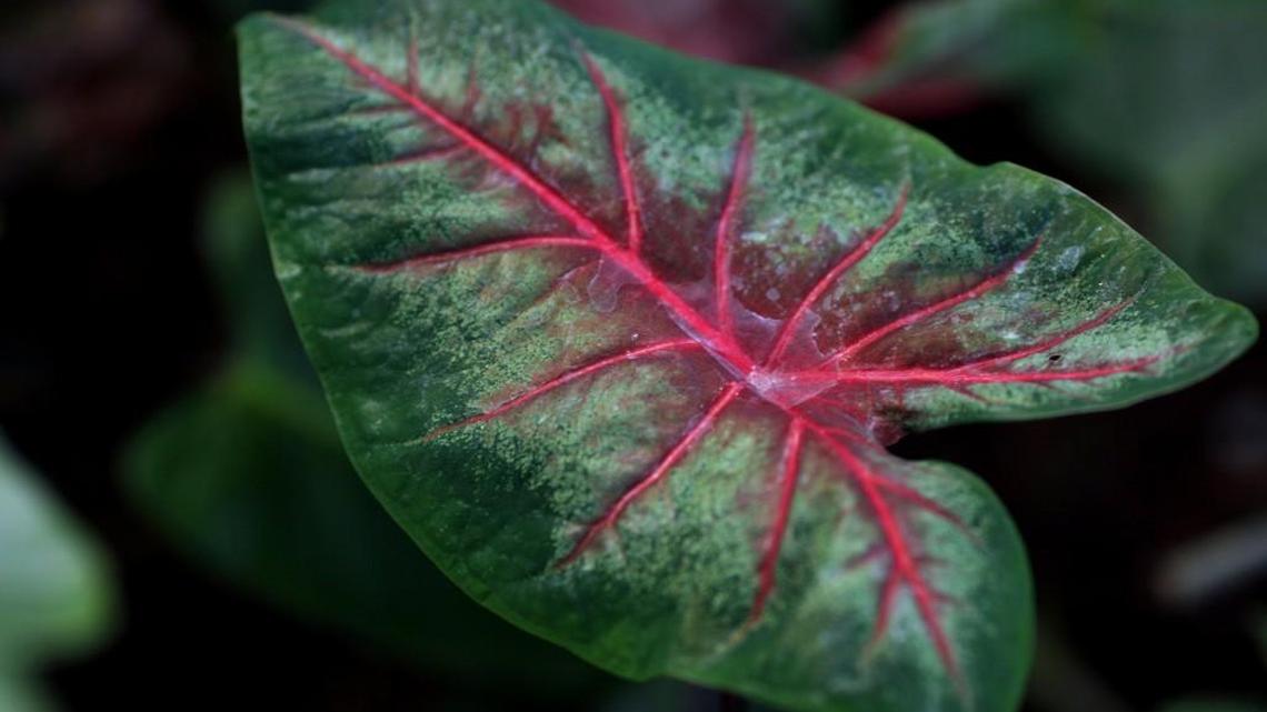 Bring house plants, caladium bulbs indoors now