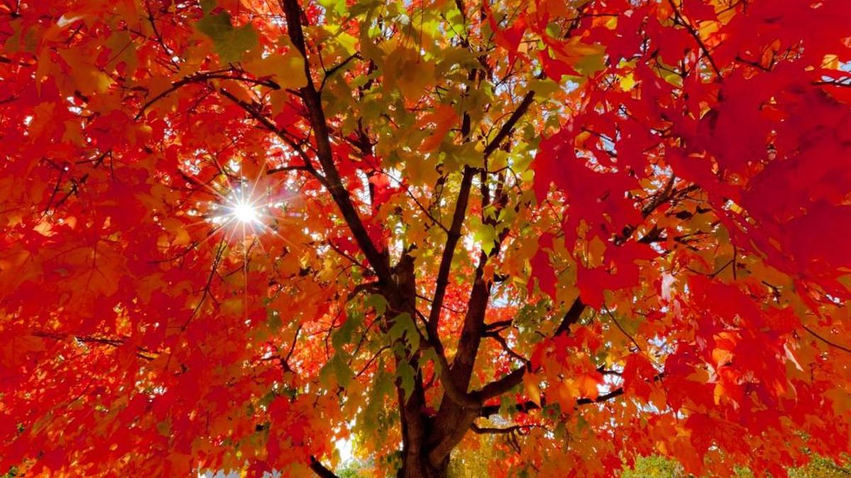 Now is the time to buy fall foliage trees.
