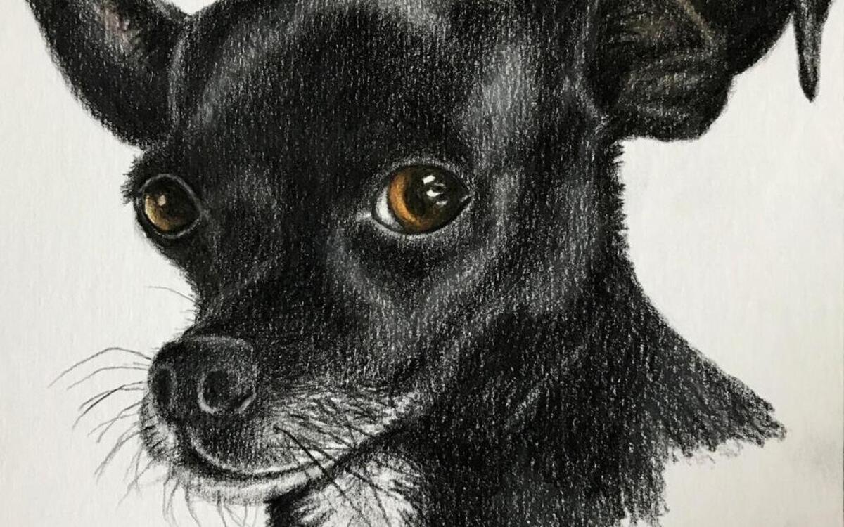 Mark Ballard drew this colored pencil portrait of his family’s new companion animal, Bandit Ballard.