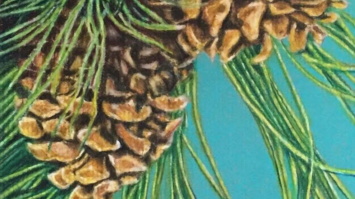 A little boy’s affection for pine cones