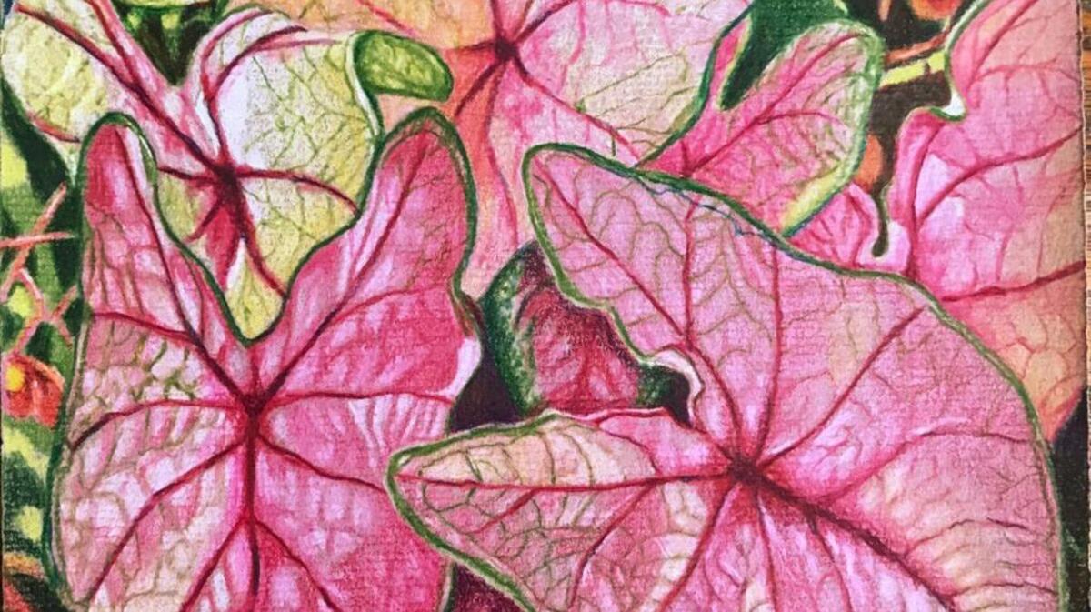 Mark Ballard drew these caladiums to help him cope with a friend’s bicycling accident.
