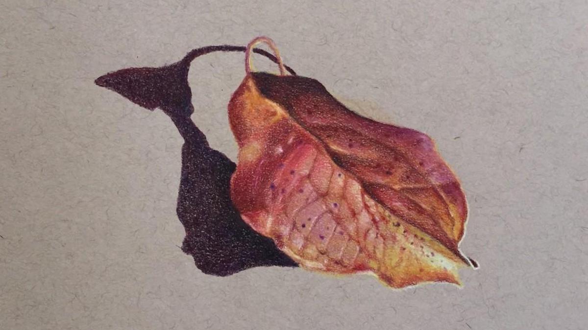 Mark Ballard’s drawing of a leaf from from a dogwood tree in his yard.
