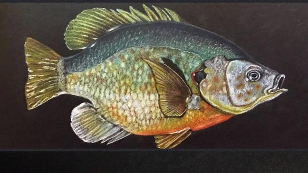 A series of fish Mark Ballard drew recently reminds him of going fishing with his father.