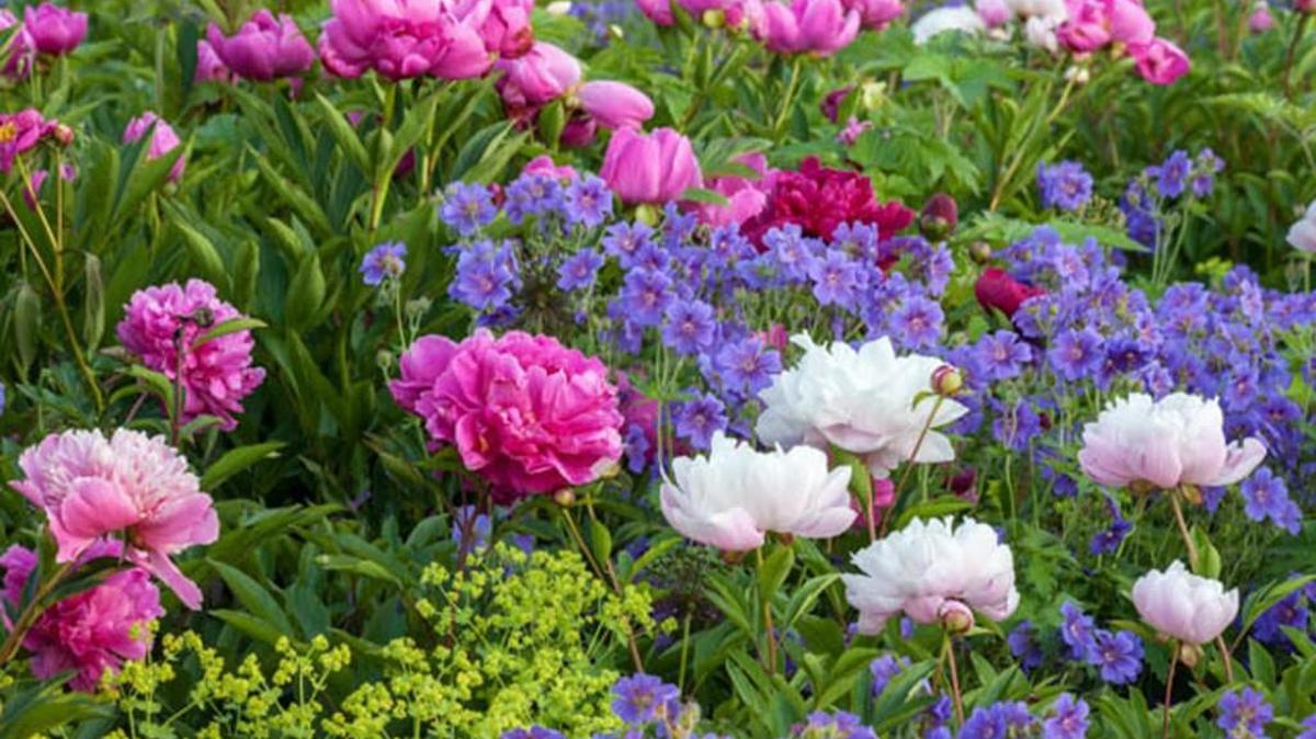 Plant perennials now.