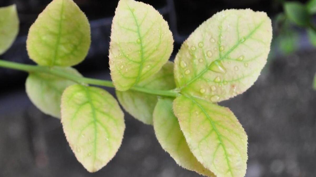 This photo shows a yellowing young leaf, though its veins remain green, indicating that this plant is hungry for iron. Plants do tell us when they are hungry — with poor or distorted growth, and with leaf discolorations. Test your soil every few years.
