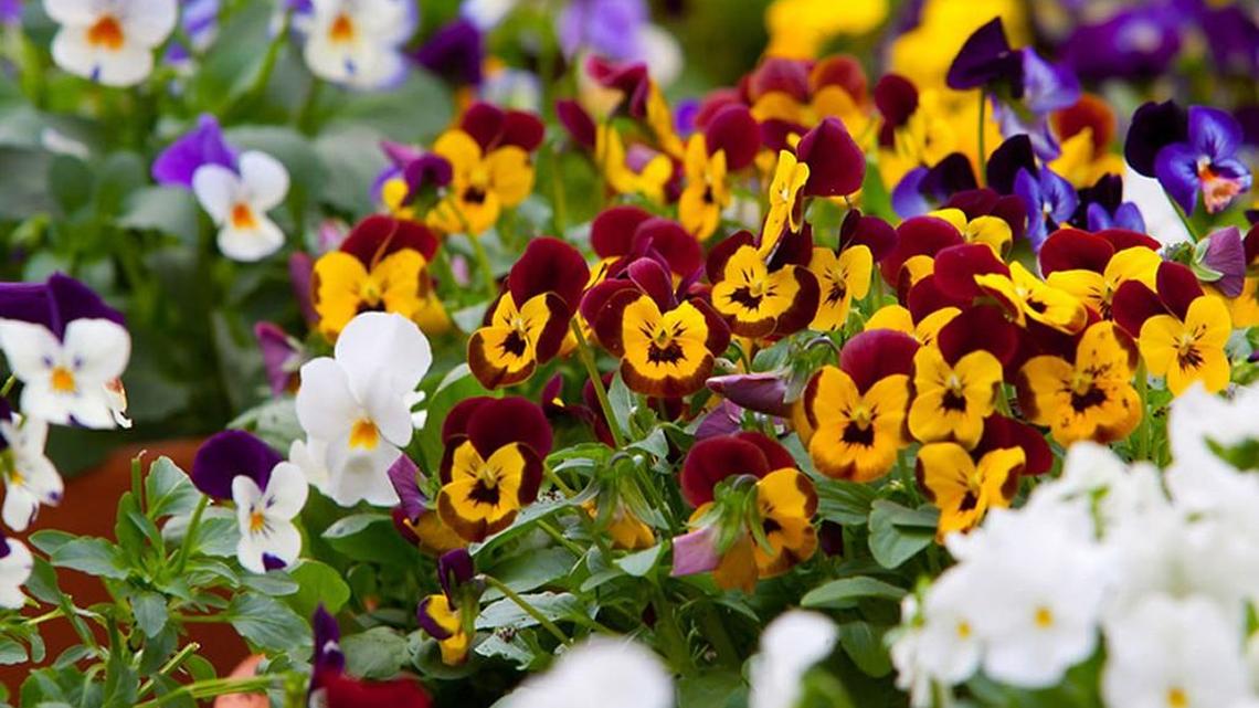 Winter annuals add color to the landscape