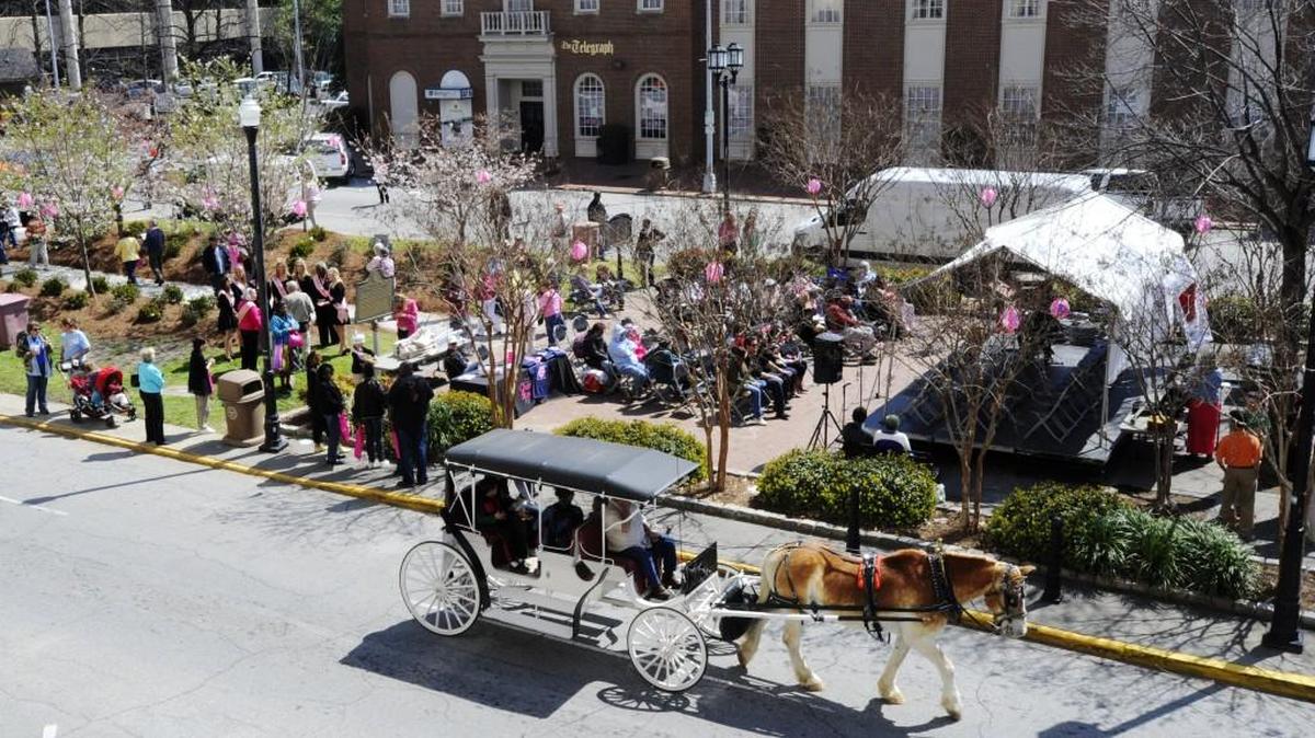 People take free carriage rides around Third Street Park at the 2014 Cherry Blossom Festival. Check out what’s happening in the park Monday-Friday this week.
