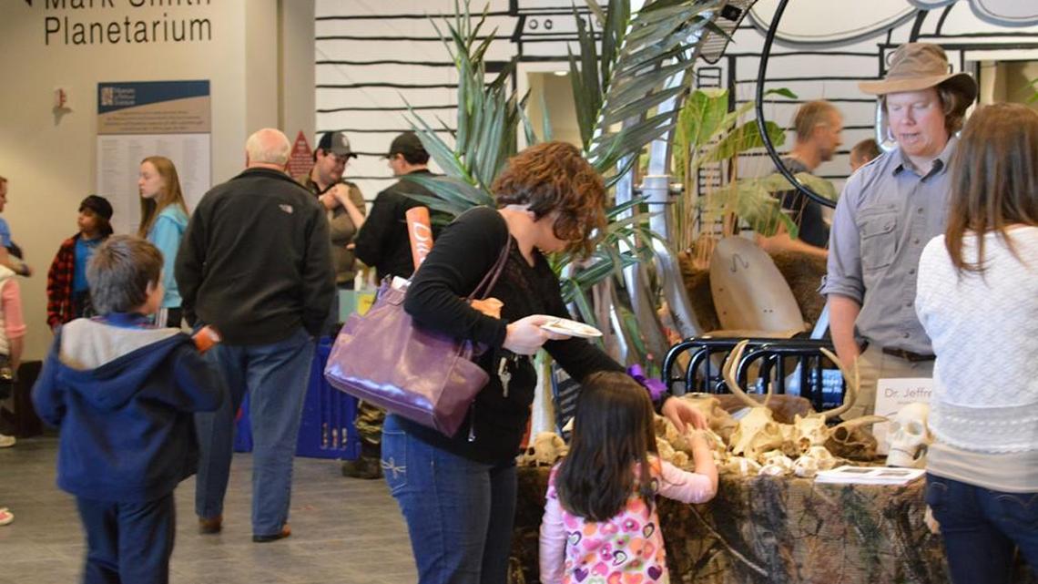 Learn about animals at the Museum of Arts and Sciences Mammal Mayhem on Saturday.