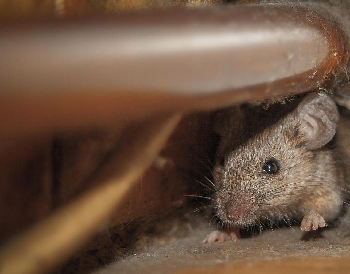 Keep your home clean and sealed to prevent pests such as mice from entering and staying.
